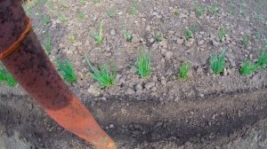 Посев редиса и посадка чеснока в открытый грунт.