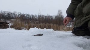 Рыбалка Зима 2020 15.02.20 Платный пруд Красный Октябрь (Сахалин) Белгородская область