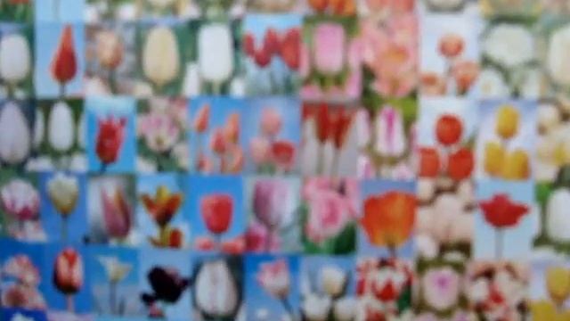 мозаика в Кеукенхофе смотреть онлайн