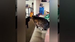 Приколы из тиктока