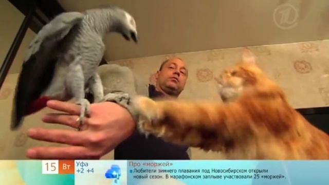 СЮЖЕТ НА 1 КАНАЛЕ 15.10.2013 год смотреть онлайн