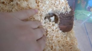 Утро наших животных. Хомячок умер.