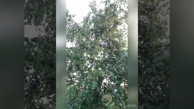 Весна-лето2019. Рассвет, Дача, Коломна?? смотреть онлайн