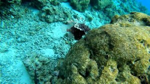 Крылатка или рыба Лев (Lion fish). Рыба-зебра (Pterois volitans). Мальдивы.