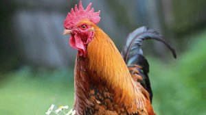 ПОЧЕМУ ПЕТУХ КРИЧИТ КАЖДОЕ УТРО?