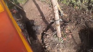 Подрезка грунта под корневой системой серебристой ели