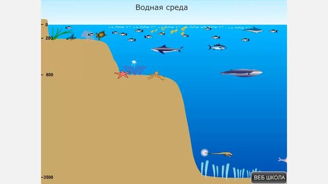 Водная среда обитания