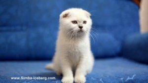 Скоттиш-фолд лайлак поинт кот Epic Spock of Simba Iceberg (SFS c 33)