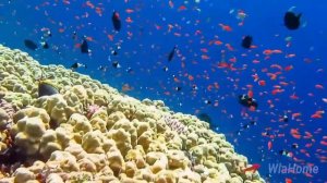 Мальдивы  - подводный отель за $50 000 за ночь!