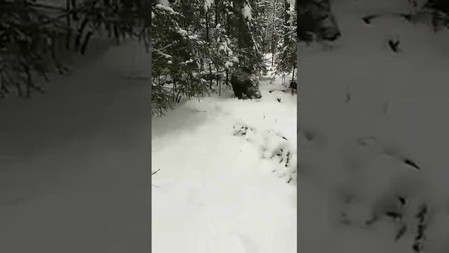 Кобель РУС