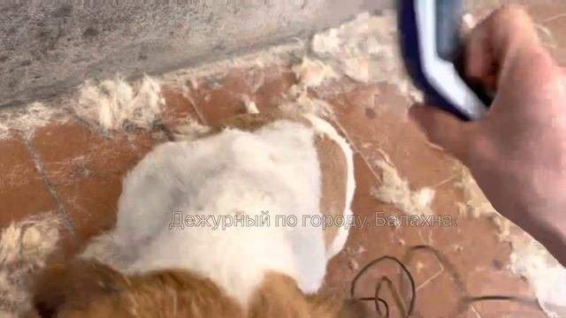 Стрижка Джесси (Джек Рассел Терьер) 08.05.2022 Правдинск.