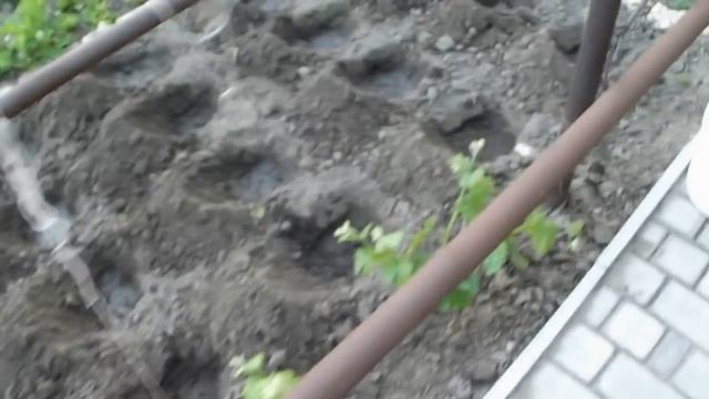 супер средство-нашатырный спирт -подготовка почвы и посадка рассады болгарского перца смотреть онлайн