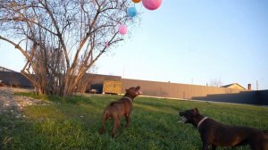 Прыжки за шариками питбуль Муса и Багира. Полет питбулей.