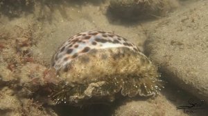 Cypraea tigris - Tiger Cowry