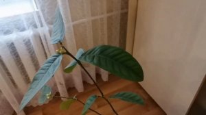 ЛИМОН ДЕРЕВО САД ЗАЦВЕЛ / ЦИТРУСЫ В ДОМЕ.