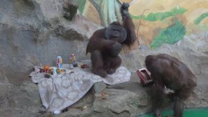 Показательное кормление орангутанов Бату и Мишель. 25.12.2022