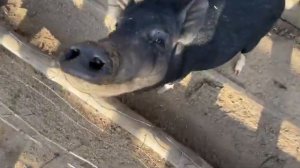 БЕРДЯНСКИЙ ЗООПАРК САФАРИ