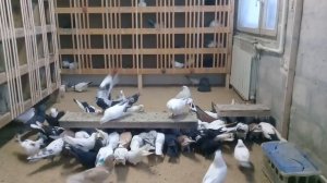 1.03.18г.АСД фракция 2 для голубей!