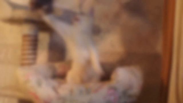 Гарик - мандариновая бурма смотреть онлайн