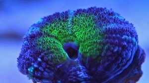 Кормление коралла Акантастреи. Feeding Acanthastrea Lordhowensis
