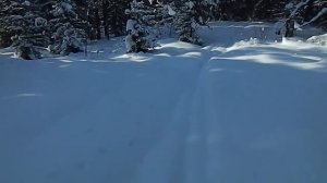 ОХОТА НА ЛИСУ КАПКАНАМИ   КУНИЦА В ПРОХОДНОМ КАПКАНЕ