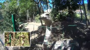 ? прикол - смешной страус и ? экшн камера - ostrich & action cam