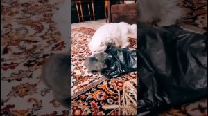 когтеточка с лежанкой своими руками)