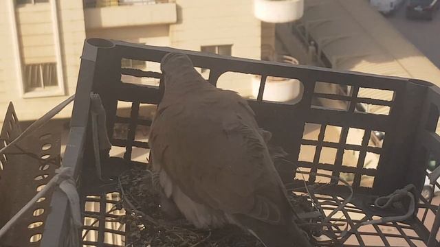 Bird's Life Story(From Eggs to Adult) IBON SERYE #OFW #KUWAIT #ANIMAL #LOVE #FUN #BIRDS #PIGEON смотреть онлайн