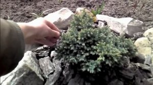 Можжевельник чешуйчатый Blue Star. Описание.
