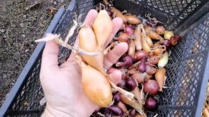 Свой лук из семян/лук Дельфин(Пингвин) /Лук Марс/Осенняя посадка лука