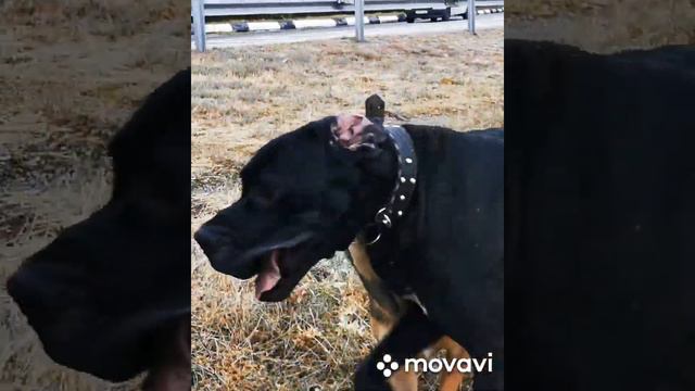 Немецкий дог против степной собаки. Great Dane versus Steppe Dog. смотреть онлайн