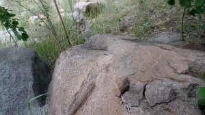 Как образуются окаменелости.