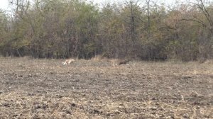 Охота с борзыми. Поймай удачу