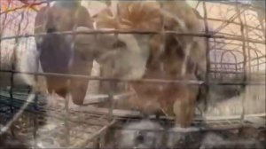 В Тайгане золотом , где  травы и  цветы,  гуляют там  животные невиданной красы!