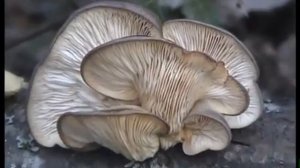 Грибы Вешенки в лесу. Как распознать