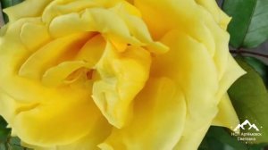 Подкормка роз для цветения ! Чем подкормить розы ? For rose blooming !