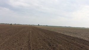 Посев рапса в ОПТИМАЛЬНЫЕ сроки