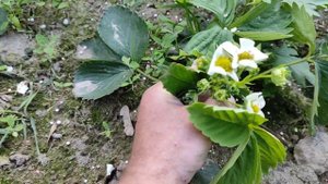 Обзор классный и стабильных сортов клубники во время цветения для вашей дачи и огорода.