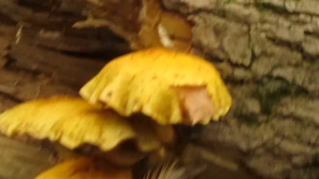 Чешуйчатка золотистая Pholiota aurivella смотреть онлайн