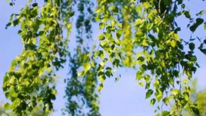 Рамиль Галимзянов-Син соярсен,э мин юк инде...