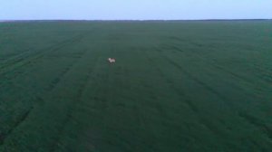 В Крыму засняли волка на видео.