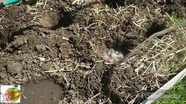 Высадка томатов. Первый и последний полив! смотреть онлайн