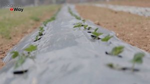 От Надоедливого Вьюнка Избавилась За 1 Час Навсегда! Как Бороться С Вьюнком Сорняком На Огороде?