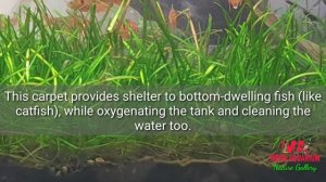 Aquarium Plant Guide|Eleocharis parvula