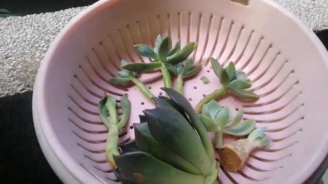 AFTER REPOTTING NAG ROTTING ANG STEM NG SUCCULENTS KO. смотреть онлайн