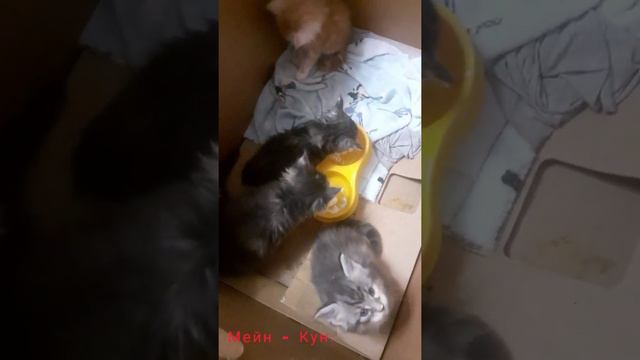 Котята Мейн - Кун.