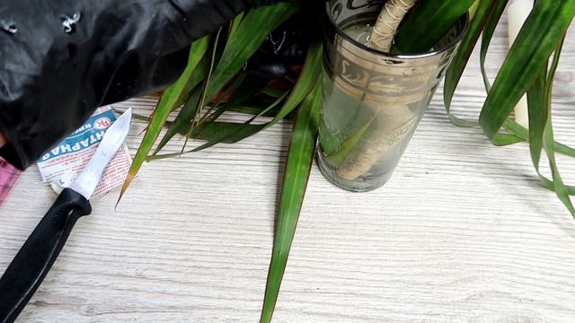 КАК обрезать ДРАЦЕНУ, чтобы получить КРАСИВОЕ РАСТЕНИЕ