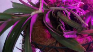 Цветение Аскоценды. Купленной по уценке