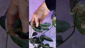 Хойя цистианта сплеш. Так и не определилась, что красивее- цветы или листья?!