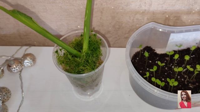 Комнатные цветы.Мои сеянцы.Выхаживаю спатифиллум,филодендрон.